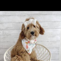 Aussiedoodle and Goldendoodle Puppies from Garside Doodles