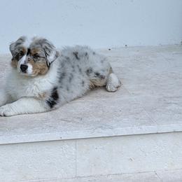Australian Shepherd Puppies from Shawnkara Australian Shepherds & Miniature American Shepherds