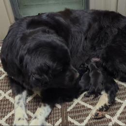 Male 1 - Black male Newfoundland puppy in Burfordville, Missouri from Umfleet Farms