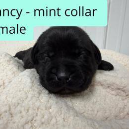 1st pick Black Female - Black female Labrador Retriever puppy in Farmington, Missouri from Granite Creek Kennel