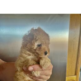 Poodle Puppies from ItalianToyPoodles