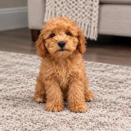 Lance - Apricot male Goldendoodle puppy in Swartz Creek, Michigan from Michigan Doodles
