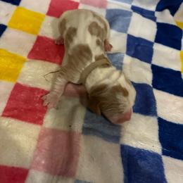 Boy 6-Boon - Red and white male Basset Hound puppy in Ringling, Oklahoma from BnL Bassets