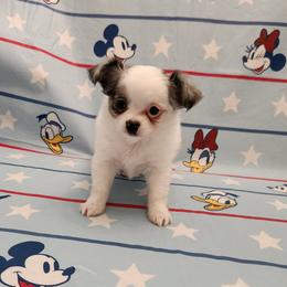 Mary - Merle female Chihuahua puppy in Chesapeake, Virginia from Elsbeth's Chihuahuas