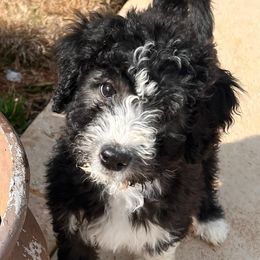 Sheepadoodles from Cornerstone Doodles, LLC