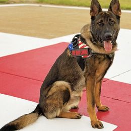 French Bulldogs and German Shepherds from The Iron Canine