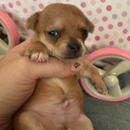Maulie - Chocolate and tan male Chihuahua puppy in Sherwood, Arkansas from Bartelt Breeders