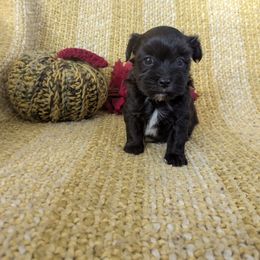 Bennett - Black and white male Havanese puppy in Zanesville, Ohio from Charlotte Landry