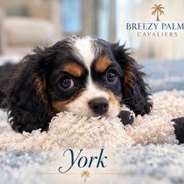 York - Tri-color male Cavalier King Charles Spaniel puppy in Mount Dora, Fl, Florida from Breezy Palms Cavaliers