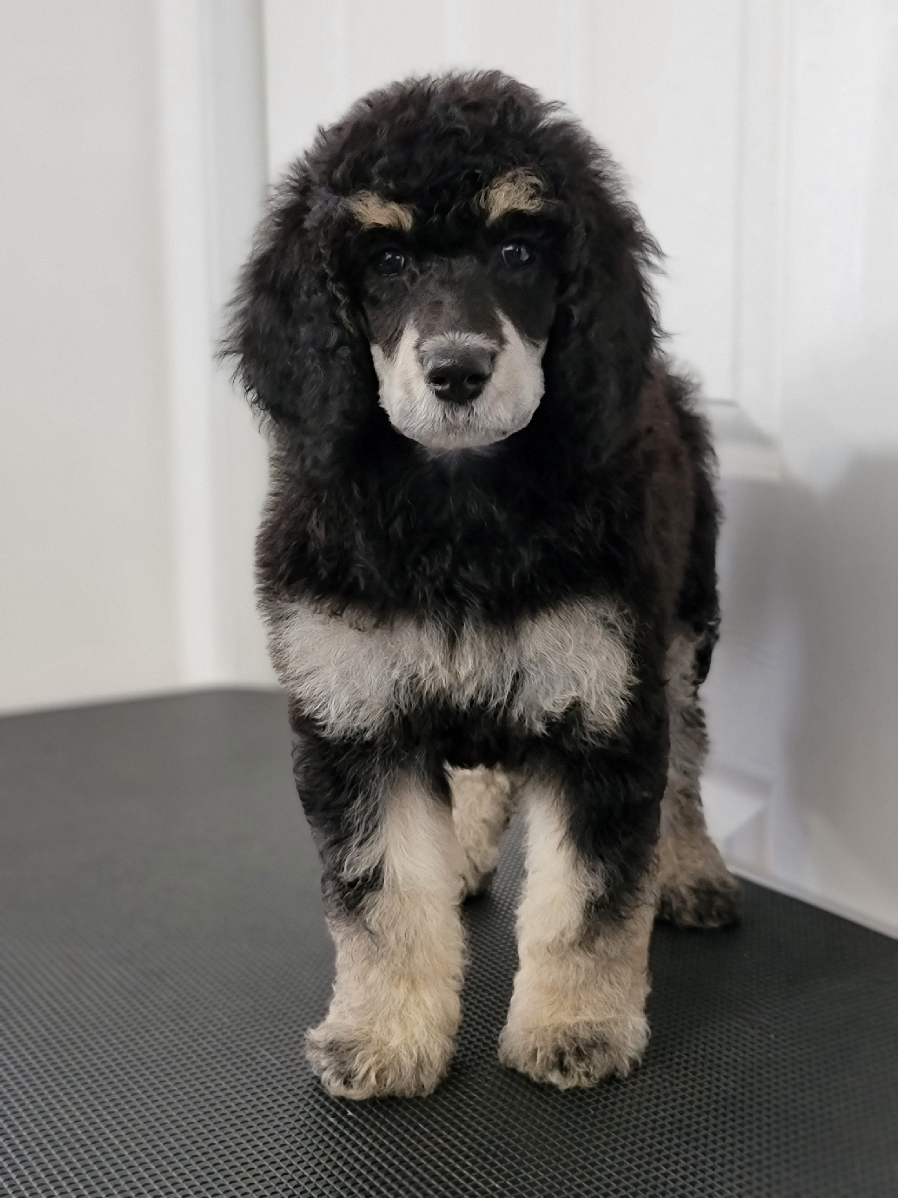 Everest - Phantom Poodle puppy in Philippi, West Virginia from Valley Phantom Standard Poodles