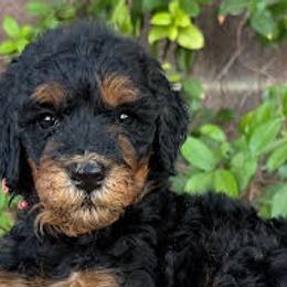 Bernedoodles and Poodles from Trinity Alps Bernedoodles