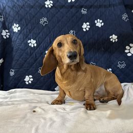 Hershey - Dachshund
