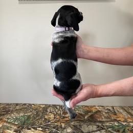 German Shorthaired Pointer Puppies from Jessica Johnson