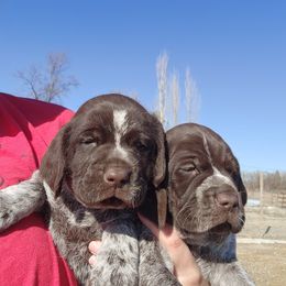 Wirehaired Pointing Griffon Puppies from Idaho Wirehaired Pointing Griffons