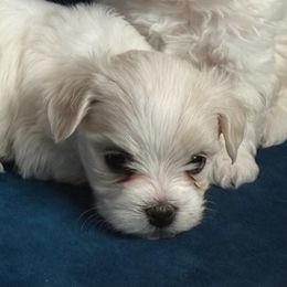 Bella Snow Angel Maltise - White female Bichon Frise puppy in Anza, California from Top Shepherd -Snow Angels Bichon Frisé, Maltise