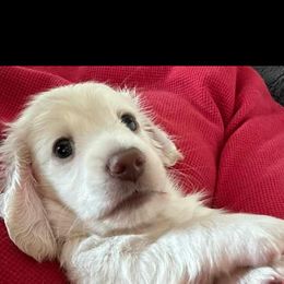 Dachshund Puppies from Channelledox