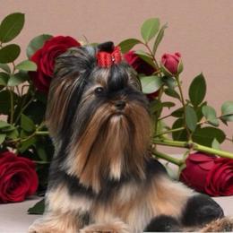 Ritzy - Black and tan female Yorkshire Terrier puppy in Owasso/Tulsa, Oklahoma from Prestigious Pups