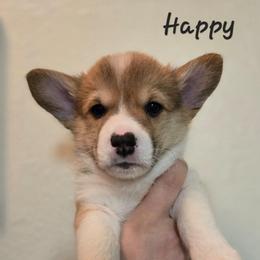 Happy - Sable male Pembroke Welsh Corgi puppy in Citrus Heights, California from The Joy of Corgis