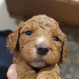 Drummer - Red  male Goldendoodle puppy in Pollock Pines, California from Ten Acre Wood Doodles