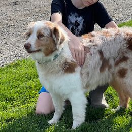 Ruby - Australian Shepherd