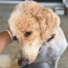 Winter - Parti male Goldendoodle puppy in Minneola, Florida from Unike Puppies
