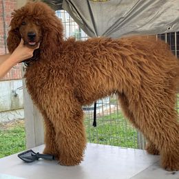 Poodles from Peachtree Poodles