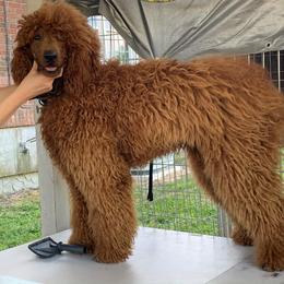 Poodles from Peachtree Poodles