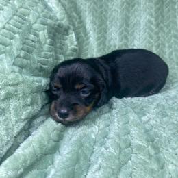 Meike - Black and tan female Dachshund puppy in Richmond, Virginia from Paw Prints