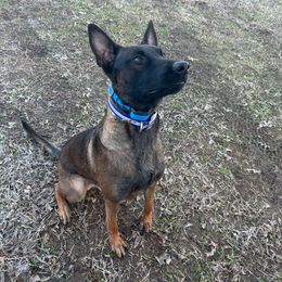 Lux - Belgian Malinois