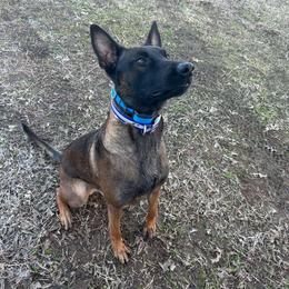 Lux - Belgian Malinois