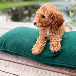 Boy 3 - Apricot male Goldendoodle puppy in Cocoa, Florida from The Beach Doodles
