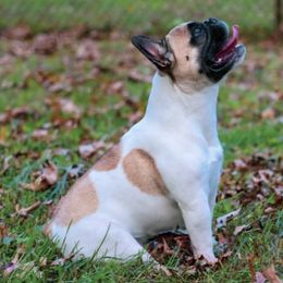 French Bulldogs from Zoomie Zone RI