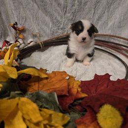 Remi - Black and tan male Pembroke Welsh Corgi puppy in Anton, Texas from X Bar's Lil Legs of Texas