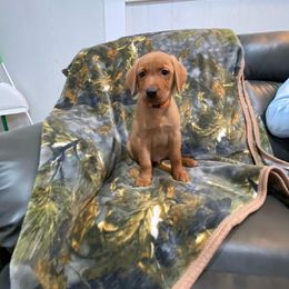 Boy 2 - Yellow Labrador Retriever puppy in North Carolina from Luvalab Kennels