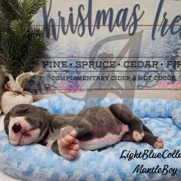 Light Blue Collar boy - Blue and white male Great Dane puppy in Longview, Texas from Lazy A Danes