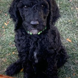 Poodle Puppies from Blue Moon Puppies