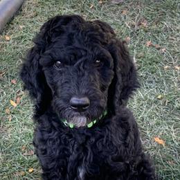 Poodle Puppies from Blue Moon Puppies