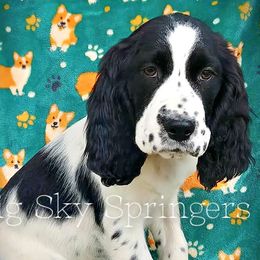 Male6 - Black and white male English Springer Spaniel puppy in Great Falls, Montana from Big Sky Springers