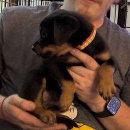 Lola - Black and mahogany female Rottweiler puppy in Partlow, Virginia from Kayara Haus Rottweilers