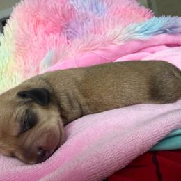Pickles - Red male Dachshund puppy in Madisonville, Texas from Little B’s Dachshund Farm