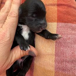 Male 1 - Black and white male Aussiedoodle puppy in Lexington, Alabama from Johnson’s Highland Pride Aussiedoodles