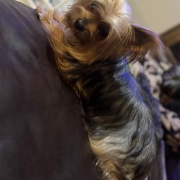 Bella - Yorkshire Terrier