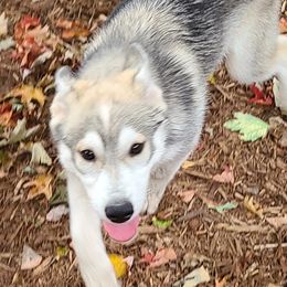 German Shepherd and Siberian Husky Puppies from Sstar