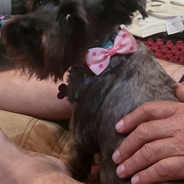 Shatzee Foster - Miniature Schnauzer