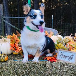 Sniper - American Corgi