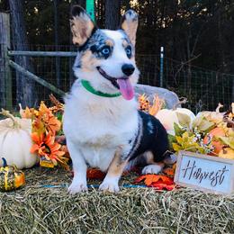 Sniper - American Corgi