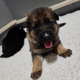 Gibbs - Sable male German Shepherd puppy in Conroe, Texas from Aus der Asche German Shepherds