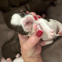 Girl 3 - Liver female Shih Tzu puppy in Kodak, Tennessee from Cutshall Babies