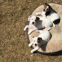 Jack Russell Terrier Puppies from Heart and Soul Jack Russells