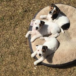 Jack Russell Terrier Puppies from Heart and Soul Jack Russells